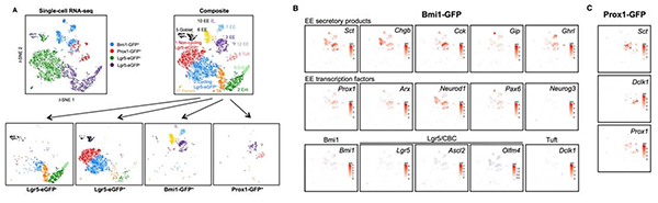 單細(xì)胞測(cè)序,單細(xì)胞測(cè)序技術(shù),Drop-seq