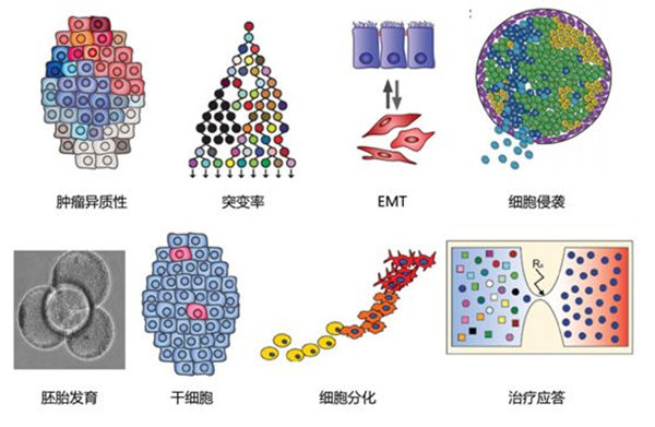 RNA-seq單細胞轉(zhuǎn)錄組測序在眼科領(lǐng)域中的研究應(yīng)用