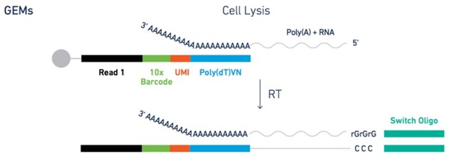 單細胞轉錄組測序(10x Genomics)詳解