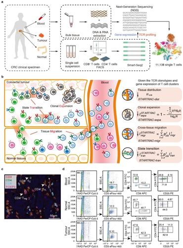 開發(fā)基于單細(xì)胞TCR的生物信息追蹤方法 揭示結(jié)直腸癌T細(xì)胞動態(tài)變化